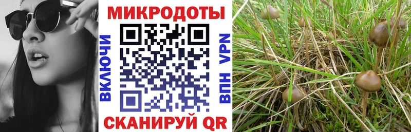 Псилоцибиновые грибы мицелий Калач